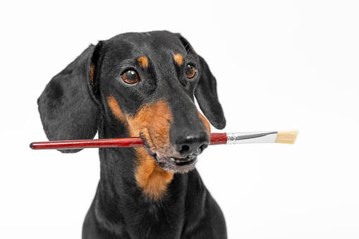 Dog pensive artist holds paint brush in his mouth, thinks over creative idea Dachshund learns to draw, development of abilities, talent, art therapy Puzzled pet looks at canvas, draws, relaxing, hobby