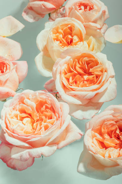 istock Buds of soft pink peony roses float in the water 1546808151