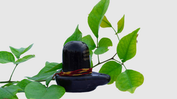 Lord shiva lingam idol and Bael leaves, Indian people use bael leaves to worship Lord Shiva. Bael or aegle marmelos leaves around shiva lingam on white background. Indian people use bael leaves to worship Lord Shiva. lingam yoni stock pictures, royalty-free photos & images