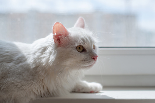 White fluffy cat lying on window sill. Cute purebred cat lies well-fed and rests