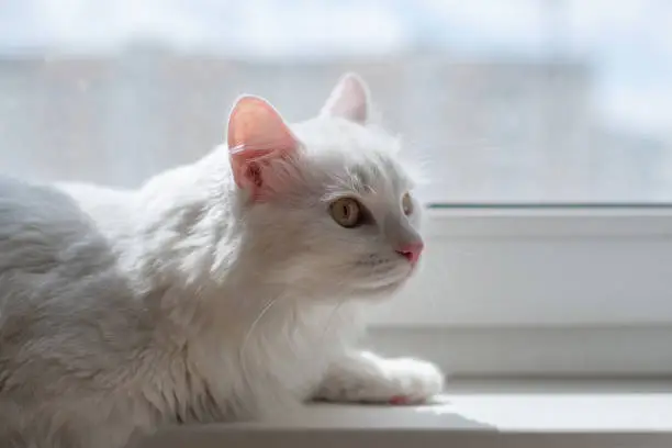 Photo of White fluffy cat lying on window sill. Cute purebred cat lies well-fed and rests