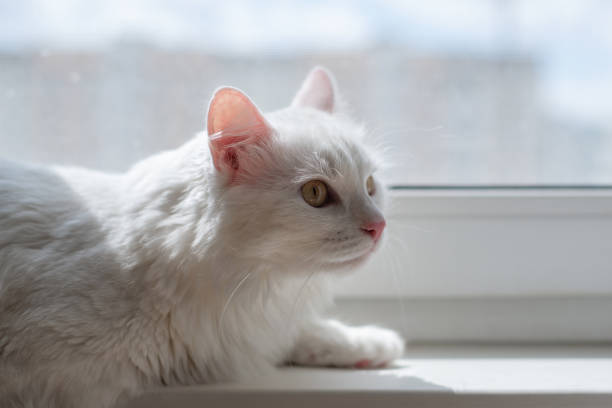 gato fofo branco deitado no peitoril da janela. gato bonito de raça pura encontra-se bem alimentado e descansa - animal feline domestic cat animal hair - fotografias e filmes do acervo