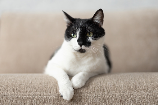 Kucing Shorthair Berbintik Hitam Dan Putih Duduk Di Sofa Potret Kucing