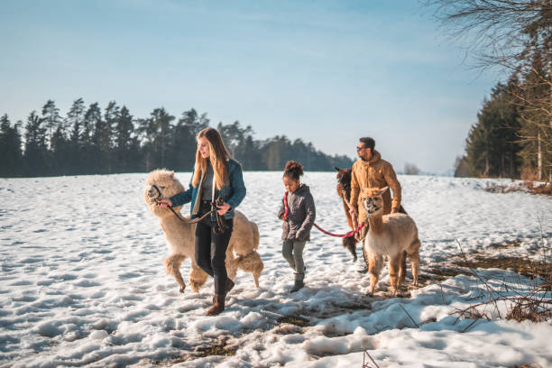istock Couple Walking with Mixed Race Children and Alpacas 1546821694