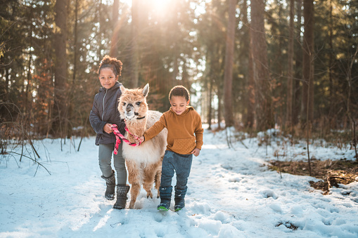 Full length shot of siblings, little girl and boy enjoying the moment. They are having fun in the snow while holding an alpaca.