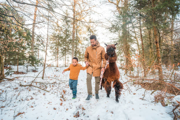 Full length shot of a loving single father and young son during an adventure. They are having fun in the snowy day, while walking a brown alpaca.