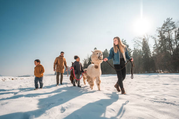istock Family Bonding with Alpacas in the Sun 1546821713