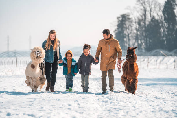 Multiracial Kids and Parents, Walking with Alpacas