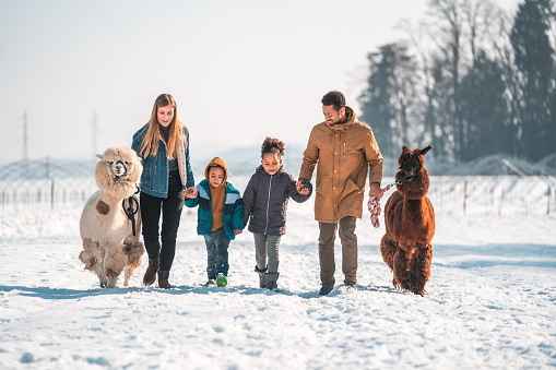 Outdoor shot of a multiracial family with a son and a daughter. They all walk in the snow. They are holding hands and leading two alpacas on leashes.