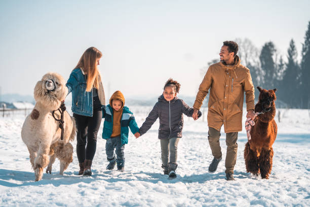 istock Winter Magic with Alpacas, Multicultural Family Enjoys Snowy Day 1546821721