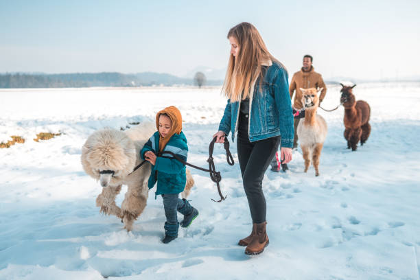 istock Young Boy Walks with Alpacas in the Snow 1546821723