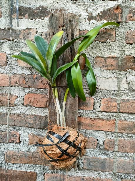 istock Orchid flower on an old log 1546823292