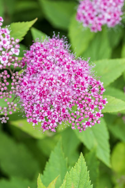 istock Japanese spirea blooms in the garden 1546875868