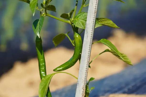 Photo of green chili growing in the garden