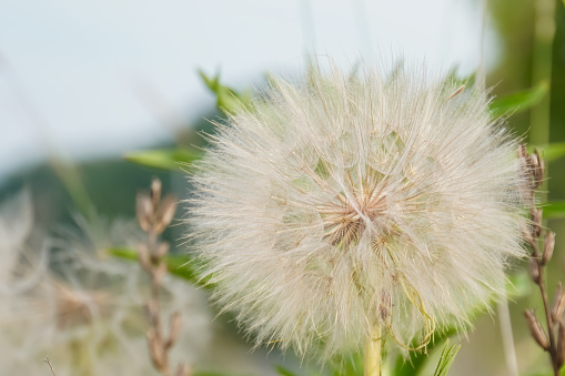 Common Dandelion