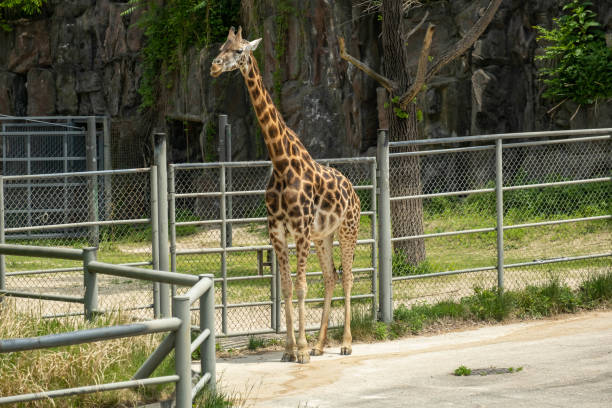 istock Cute animals in the zoo 1546889167