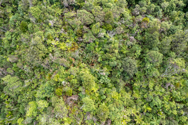 istock Native Rainforest New Zealand 1546913648