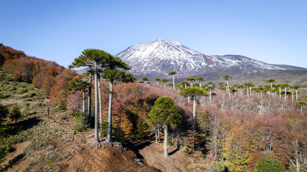 istock Volcano behind araucaria forests at autumn 1546917785