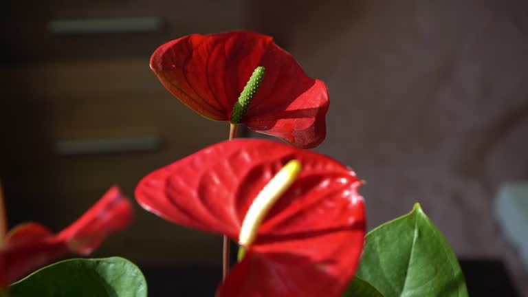 Anthurium buds on black background. Red home flower with a yellow center. Flower in the shape of a heart. Anthurium andraeanum Araceae or Arum symbolize hospitality. Red flamingo anthurium