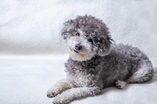 Portrait of Adorable male Bichon Frise dog