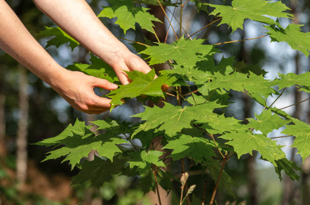 istock Hand collecting green maple leaf for herbarium 1546954242