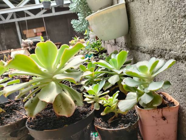 istock succulent Echeveria Saviana 1546974886