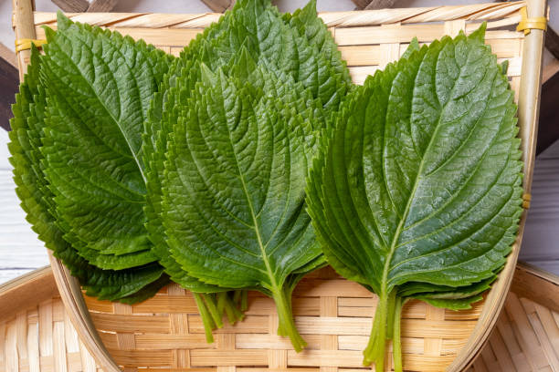 istock Perilla Leaf, one of the types of vegetables 1546987025