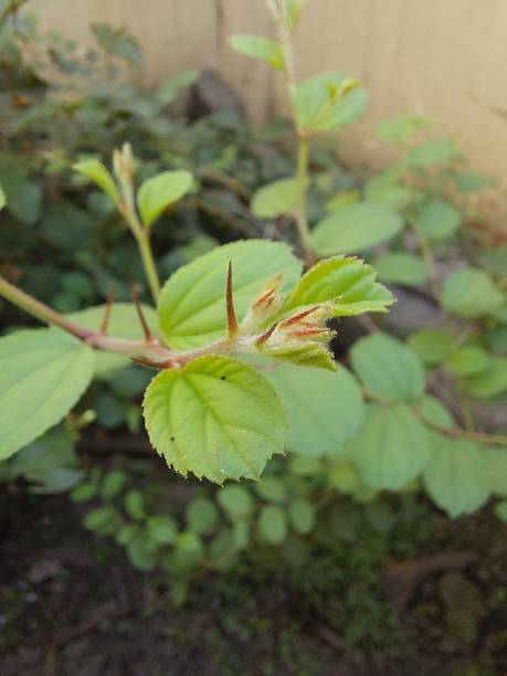 istock Jujube Leaves Plant 1547004649