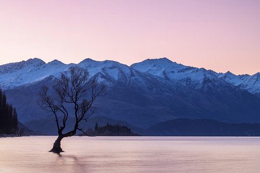 A peaceful morning sunrise and sunset at the Wanaka Tree in Wanaka New Zealand.