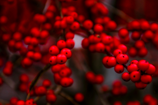 Christmas berry, uncultivated close up. Holly berry.