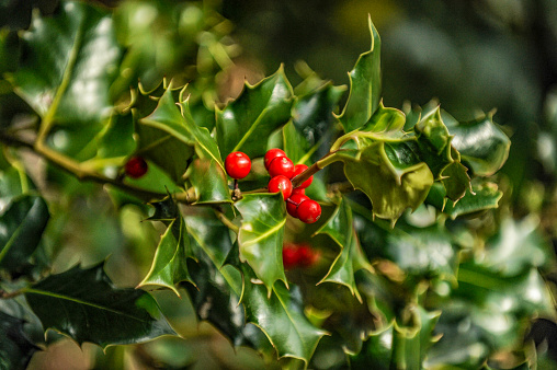 Christmas winter berry, uncultivated close up. Holly berry.