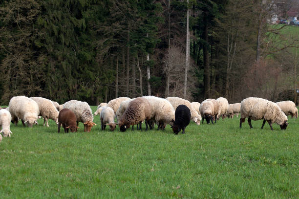 Flock of many sheep grazing in field