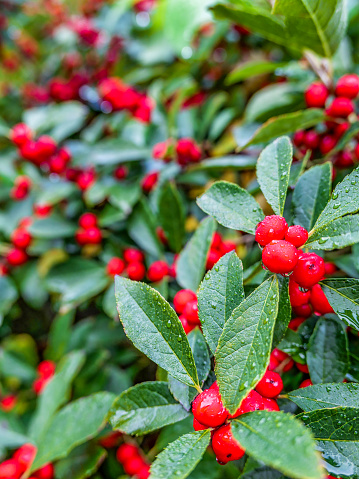 Christmas berry, uncultivated close up. Holly berry.