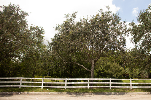 A White Wooden Fence in Front of Large Trees Over a Pond in West Palm Beach, Florida in the Summer of 2023