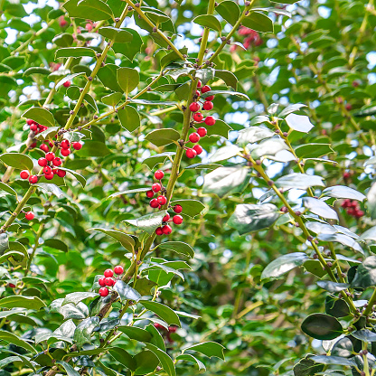 Red berry, uncultivated close up. Holly berry.