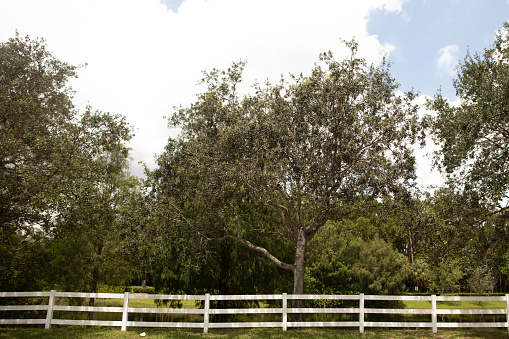 A White Wooden Fence in Front of Large Trees Over a Pond in West Palm Beach, Florida in the Summer of 2023