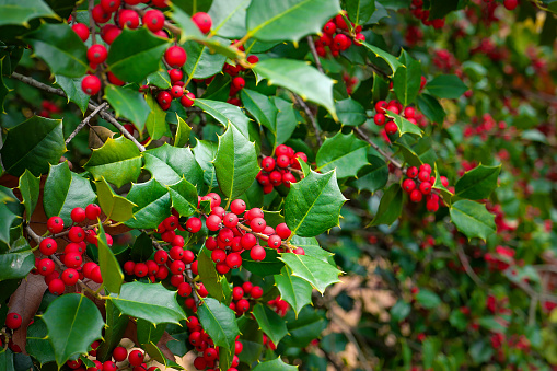 Christmas winter berry, uncultivated close up. Holly berry.