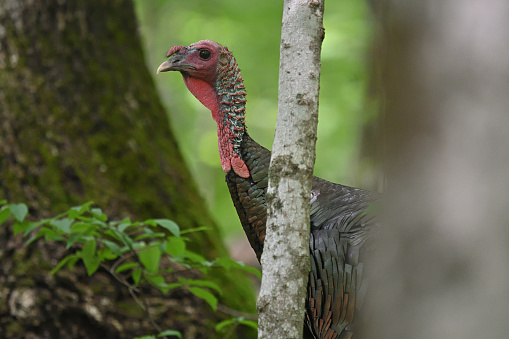 Male wild turkey navigating the trees, deep in the New England forest, summer