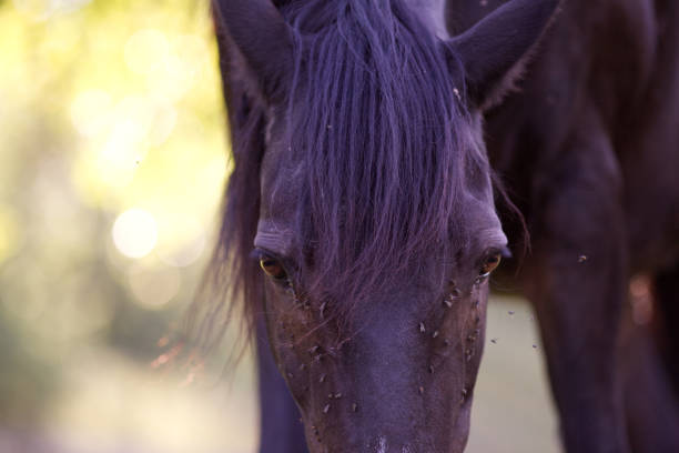 Beautiful shot into the stare of a Montana horse