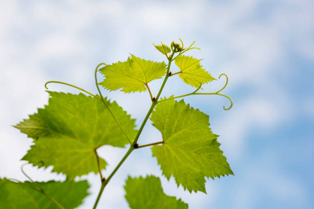 istock Grape greens on a hot summer day 1547117825