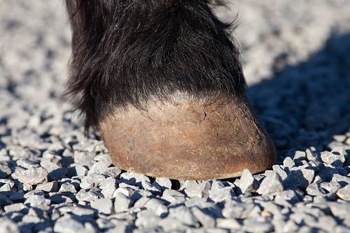 Horses Hoof on gravel track. Barefoot Hooves on stone ground terrain