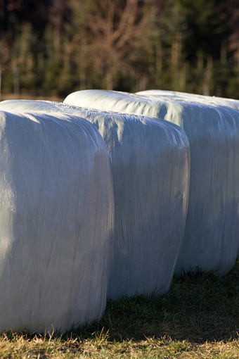 bales silage haylage foiled on field