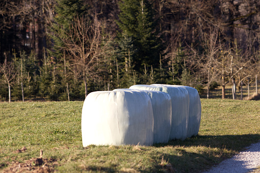 bales silage haylage foiled on field