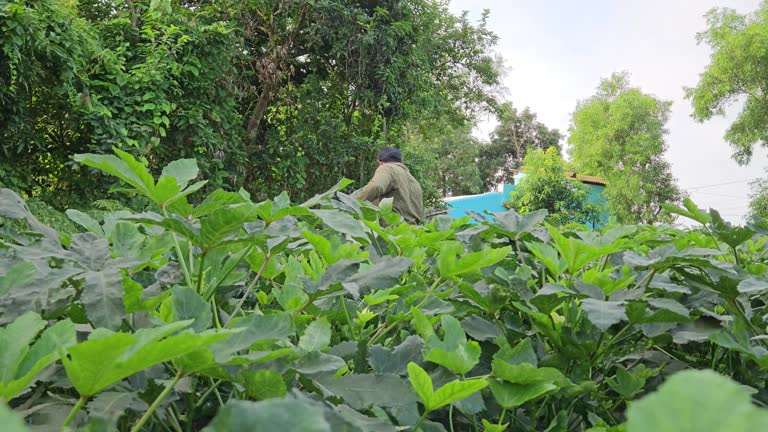 The middle-aged Indian farmer is picking up Okra or okro - Indian Model.