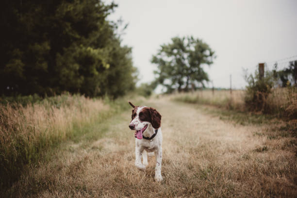 Cavalier king charles spaniel old dog on walk
