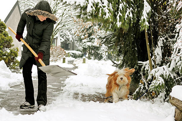 冬のお楽しみ - animal dog winter snow ストックフォトと画像