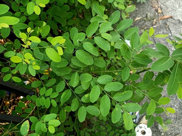 istock Close up of katuk plant 1547224057