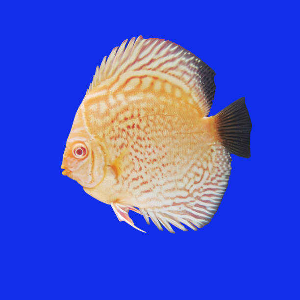 istock discus fish albino strain 1547228726