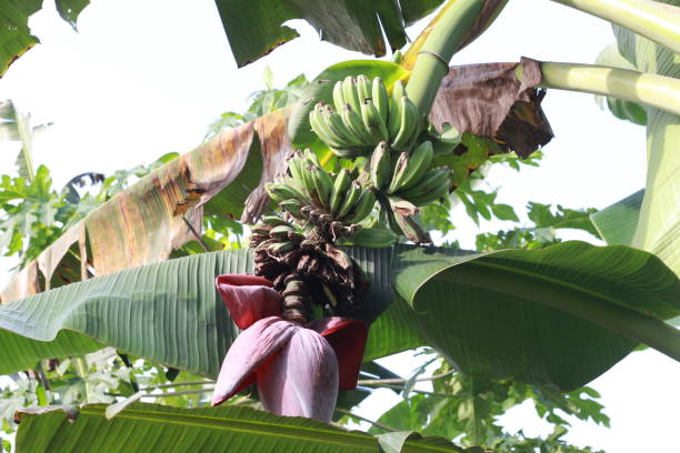 istock Green bananas in the garden 1547263873