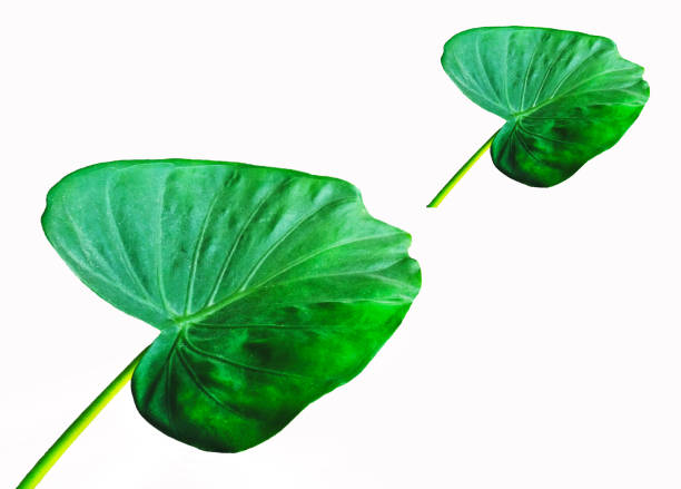 istock Tropical green leaves with big and small isolated on white background. 1547271642